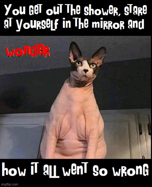 Mirror Mirror in the Bath / How did I Wind up Down this Path | image tagged in vince vance,hairless,cats,self esteem,funny cat memes,mirror mirror | made w/ Imgflip meme maker