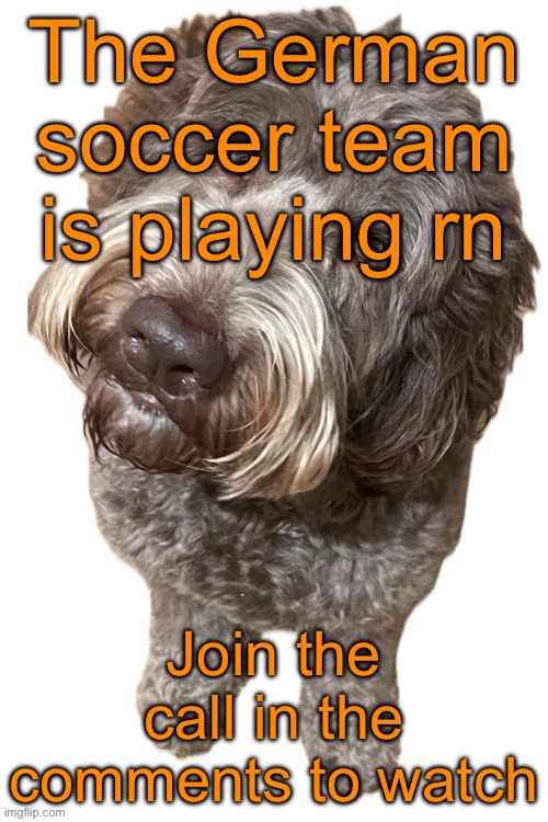 https://meet.no42.org/join/33454233HungryParrot | The German soccer team is playing rn; Join the call in the comments to watch | image tagged in norther's dog | made w/ Imgflip meme maker
