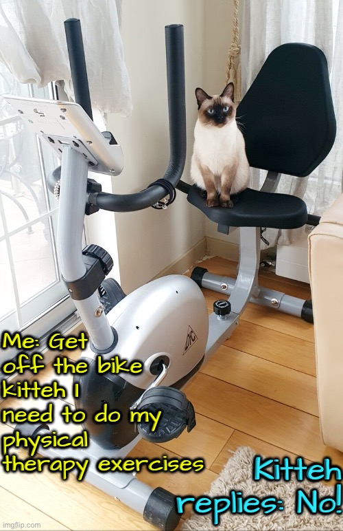 Me Vs Kitteh | Kitteh replies: No! Me: Get off the bike kitteh I need to do my physical therapy exercises | image tagged in cats,funny cats,no,exercise,obey,the boss | made w/ Imgflip meme maker