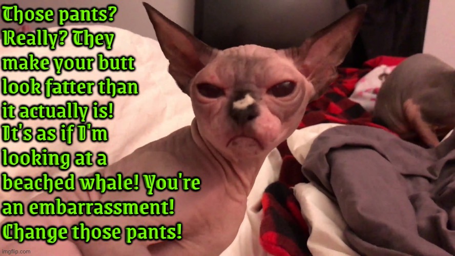 Blunt Judgmental Kitteh | Those pants? Really? They make your butt look fatter than it actually is! It's as if I'm looking at a beached whale! You're an embarrassment! Change those pants! | image tagged in blunt,judgemental,cats,funny cat memes,insults,fat ass | made w/ Imgflip meme maker