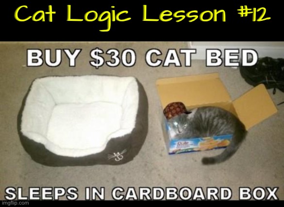 Cat Logic Lesson #12 | Cat Logic Lesson #12 | image tagged in cats,funny cat memes,logic,illogical,life lessons,scumbag | made w/ Imgflip meme maker