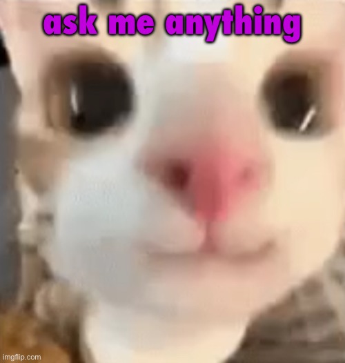 hai :3 | ask me anything | image tagged in hai 3 | made w/ Imgflip meme maker