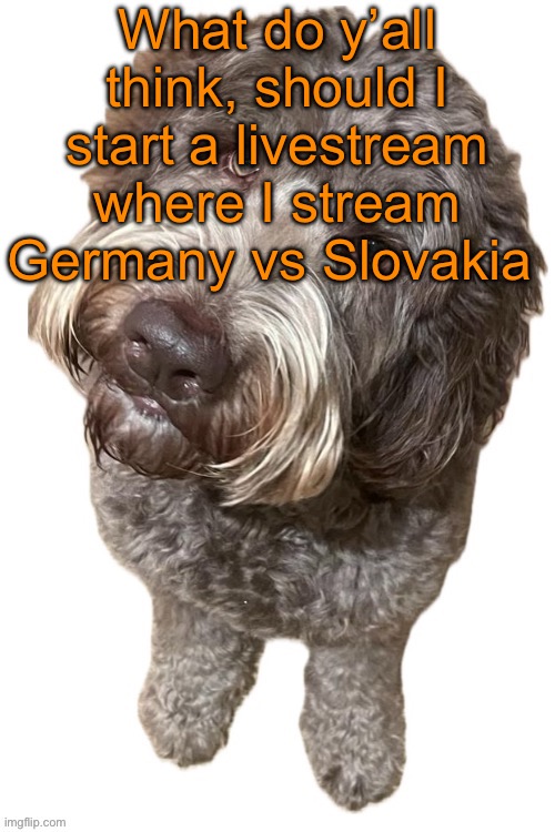 Norther's dog | What do y’all think, should I start a livestream where I stream Germany vs Slovakia | image tagged in norther's dog | made w/ Imgflip meme maker