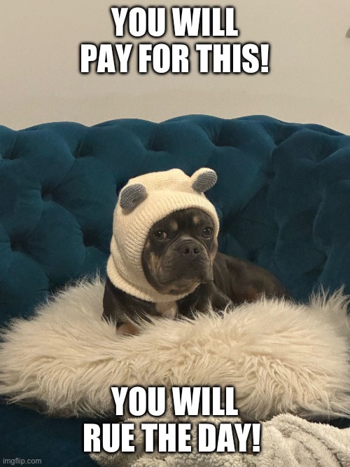 Im Angry | YOU WILL PAY FOR THIS! YOU WILL RUE THE DAY! | image tagged in dog | made w/ Imgflip meme maker