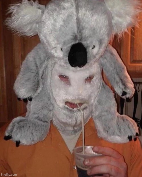 Cursed Koala | image tagged in cursed image,koala,creepy,costume,mask,animals | made w/ Imgflip meme maker