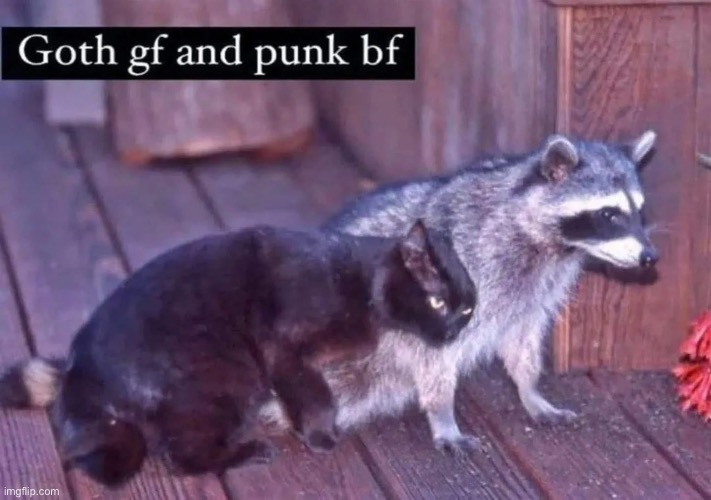 The tribes | image tagged in tribe,goth,girlfriend,punk,boyfriend,cat | made w/ Imgflip meme maker