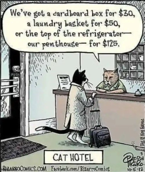 Cat hotel | image tagged in repost | made w/ Imgflip meme maker