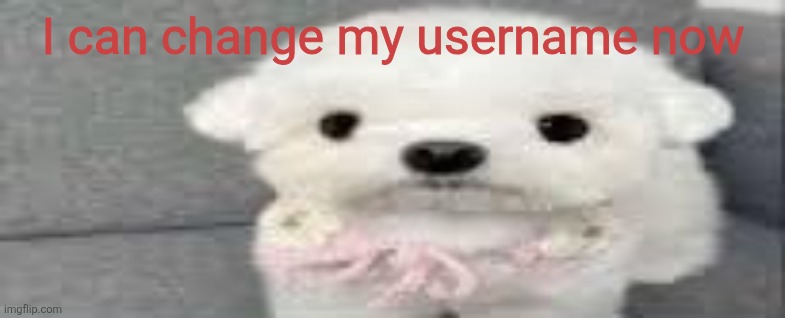 Dog stating | I can change my username now | image tagged in dog stating | made w/ Imgflip meme maker