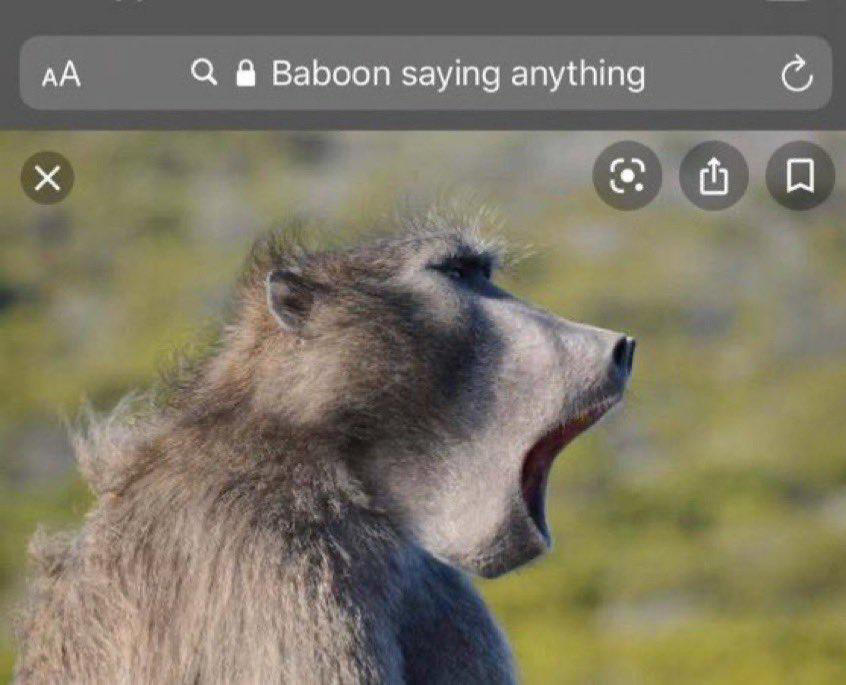 Baboon saying anything Blank Meme Template