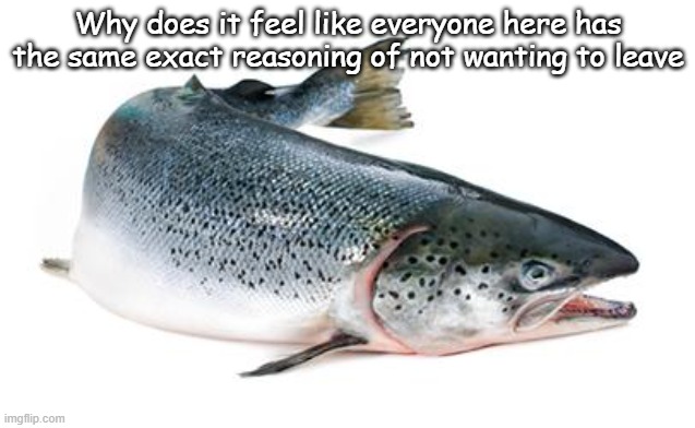 salmon | Why does it feel like everyone here has the same exact reasoning of not wanting to leave | image tagged in salmon | made w/ Imgflip meme maker