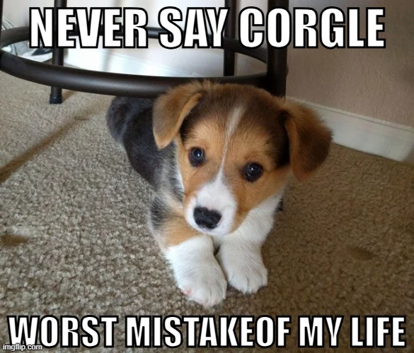 NEVER SAY CORGLE | NEVER SAY CORGLE; WORST MISTAKEOF MY LIFE | image tagged in dogs | made w/ Imgflip meme maker