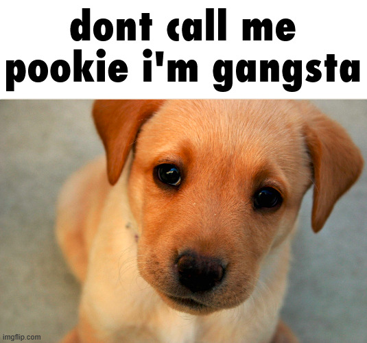 dont call me pookie i'm gangsta | made w/ Imgflip meme maker