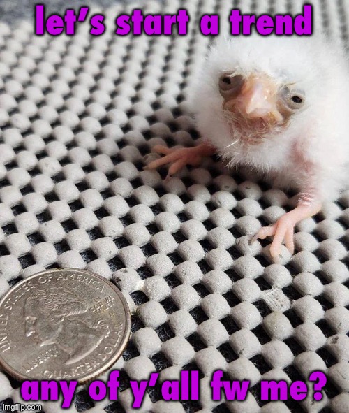birb | let’s start a trend; any of y’all fw me? | image tagged in birb | made w/ Imgflip meme maker