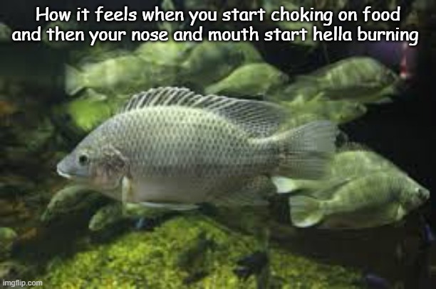 Tilapias of Alabang River | How it feels when you start choking on food and then your nose and mouth start hella burning | image tagged in tilapias of alabang river | made w/ Imgflip meme maker