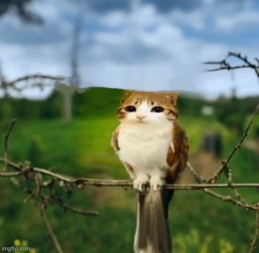 pretty sure half this hellhole hates me | image tagged in cat owl | made w/ Imgflip meme maker