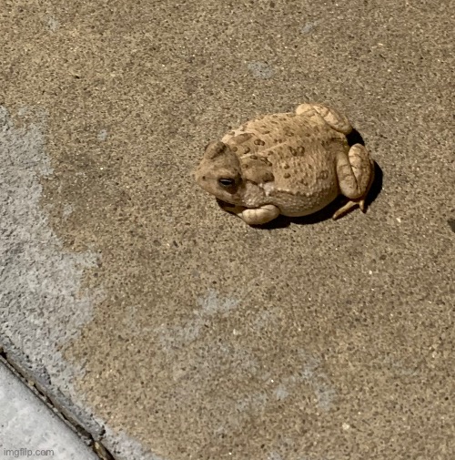 The geeb frog | made w/ Imgflip meme maker
