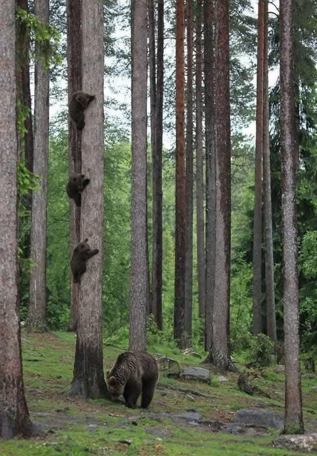 Searching Bear Blank Meme Template