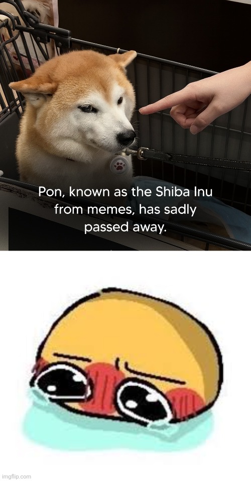 :( | image tagged in amb shamb bbbmba,pon,rip pon,rip | made w/ Imgflip meme maker
