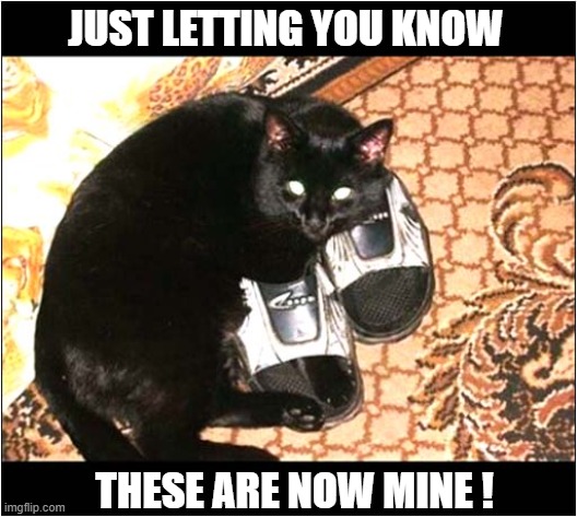 Possession Is 9/10ths Of The Law ! | JUST LETTING YOU KNOW; THESE ARE NOW MINE ! | image tagged in cats,slippers,legal,possession | made w/ Imgflip meme maker