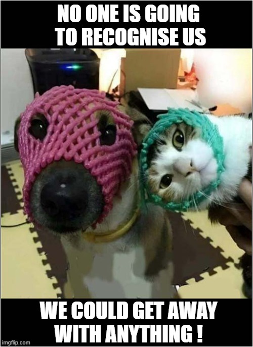 The Dastardly Duo ! | NO ONE IS GOING
 TO RECOGNISE US; WE COULD GET AWAY
WITH ANYTHING ! | image tagged in dogs,cat,disguise | made w/ Imgflip meme maker