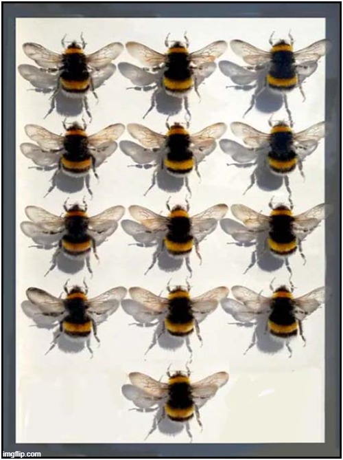 I Ordered Twelve Bees Online But They Sent Thirteen ... Why ? | image tagged in bees,online shopping,sayings | made w/ Imgflip meme maker