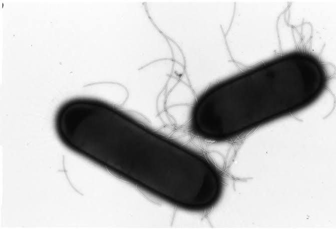 Bacillus subtillis Blank Meme Template