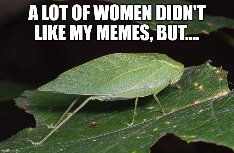 Insect Puns | A LOT OF WOMEN DIDN'T LIKE MY MEMES, BUT.... | image tagged in insects,puns | made w/ Imgflip meme maker