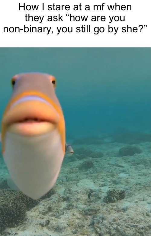 It’s the dumbest thing ever. Yes I go by she/they. I prefer they but I’m okay with she. No, I’m not a woman. | How I stare at a mf when they ask “how are you non-binary, you still go by she?” | image tagged in staring fish | made w/ Imgflip meme maker