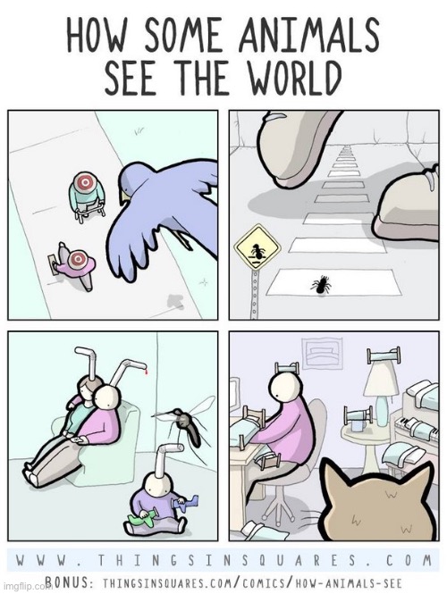 Things In Squares | image tagged in comics,things in squares,animals,see the world | made w/ Imgflip meme maker