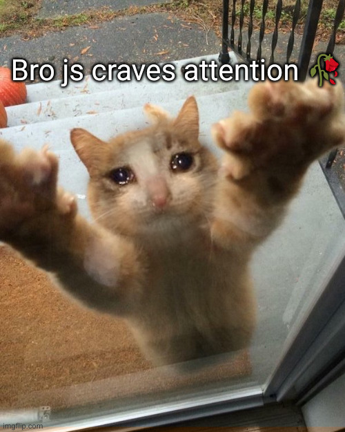 Crying sad cat trying to get into house | Bro js craves attention ? | image tagged in crying sad cat trying to get into house | made w/ Imgflip meme maker