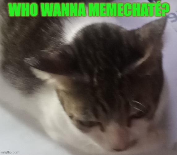 Ming mong | WHO WANNA MEMECHATÉ? | image tagged in ming mong | made w/ Imgflip meme maker