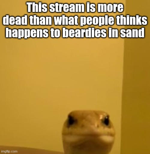 Dead Stream | This stream is more dead than what people thinks happens to beardies in sand | image tagged in grumpy lizard | made w/ Imgflip meme maker