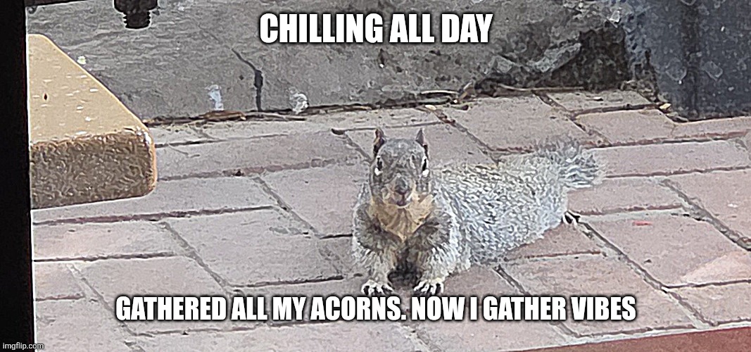 Chilling all day | CHILLING ALL DAY; GATHERED ALL MY ACORNS. NOW I GATHER VIBES | image tagged in squirrel,animal meme,funny animal meme | made w/ Imgflip meme maker