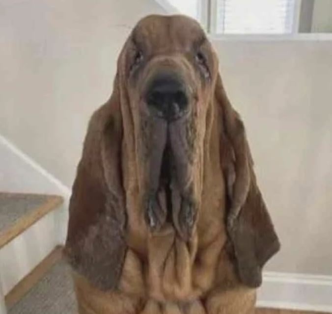 Dog Blank Meme Template