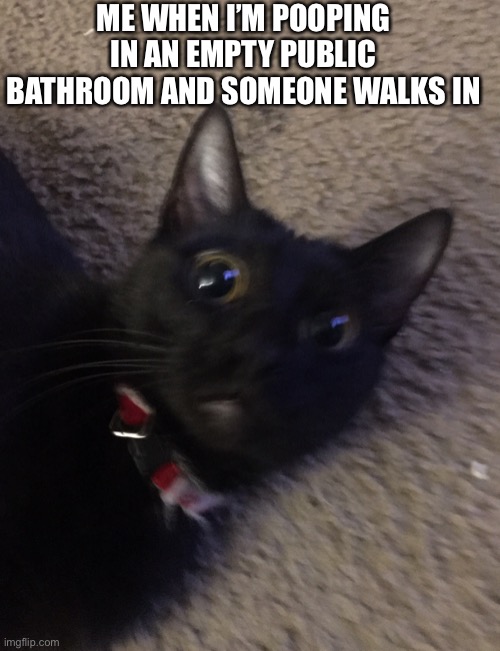 Public Bathroom | ME WHEN I’M POOPING IN AN EMPTY PUBLIC BATHROOM AND SOMEONE WALKS IN | image tagged in panic kerplunk,kerplunk,cat,panic,public bathrooms | made w/ Imgflip meme maker