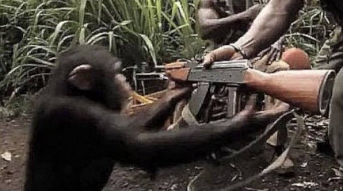 Chimp with gun Blank Meme Template