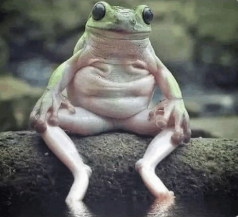 chill frog Blank Meme Template