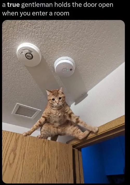 A True Gentleman | image tagged in cats,funny cat memes,gentlemen,crazy cat,fun,cat logic | made w/ Imgflip meme maker