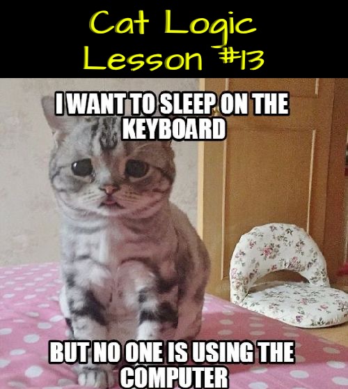 Cat Logic Lesson 13 | Cat Logic Lesson #13 | image tagged in cats,funny cats,logic,illogical,life lessons,cute cat | made w/ Imgflip meme maker