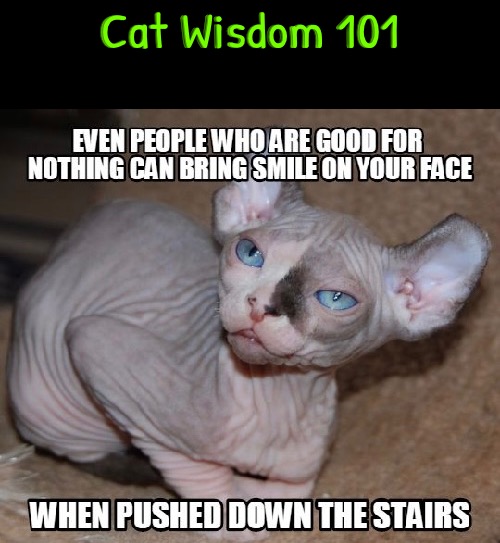 Cat Wisdom 101 | Cat Wisdom 101 | image tagged in cats,funny cats,wisdom,evil,bad advice cat,psychopath | made w/ Imgflip meme maker