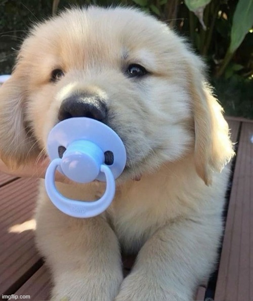 le pupper :3 | made w/ Imgflip meme maker