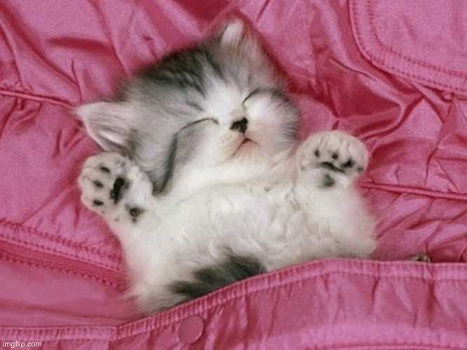 cute kitten sleeping  | image tagged in cute kitten sleeping | made w/ Imgflip meme maker