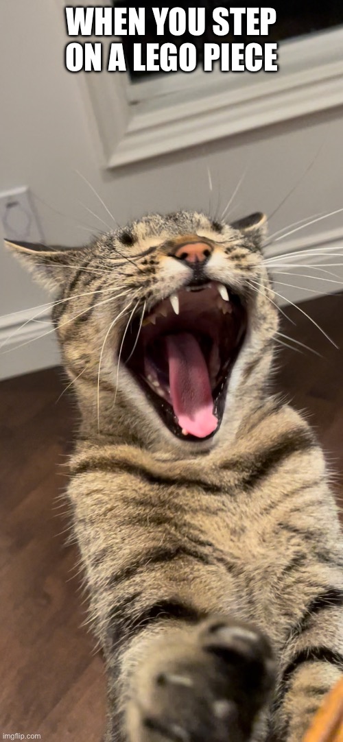When You Step On A LEGO Piece | WHEN YOU STEP ON A LEGO PIECE | image tagged in fun,memes,funny,funny cats,cats,relatable | made w/ Imgflip meme maker