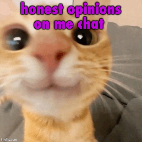 kitty | honest opinions on me chat | image tagged in him | made w/ Imgflip meme maker