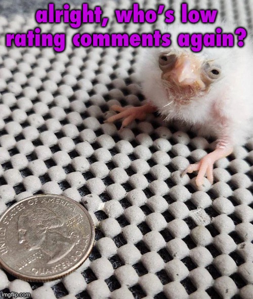 is the bot back | alright, who’s low rating comments again? | image tagged in birb | made w/ Imgflip meme maker