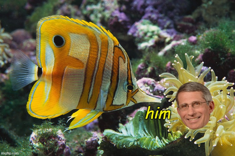 him | made w/ Imgflip meme maker