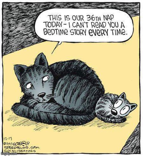 Why not, ma? | image tagged in cats,comics,speed bump,36th nap,bedtime stories | made w/ Imgflip meme maker