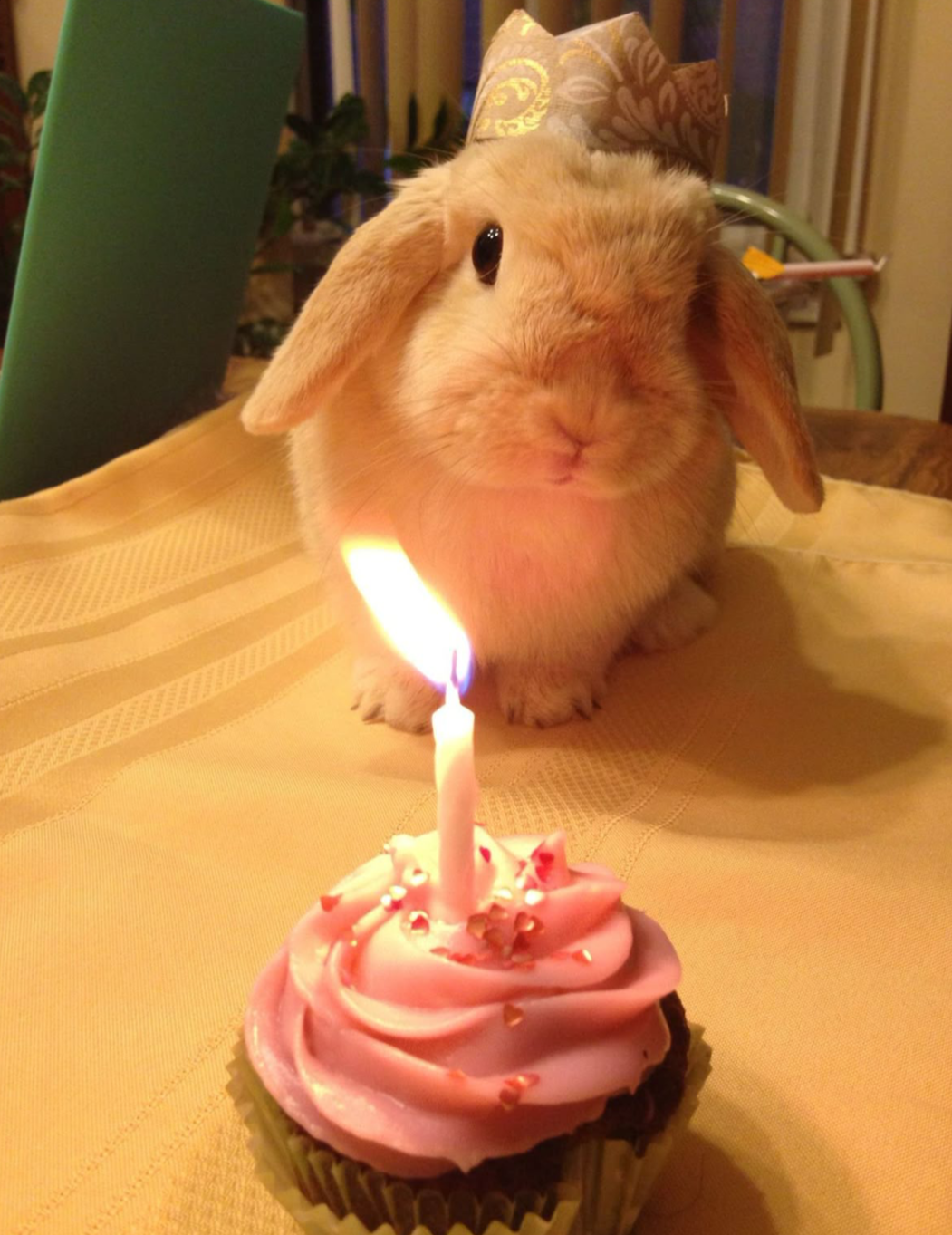 Ur cute have a cupcake? Blank Meme Template