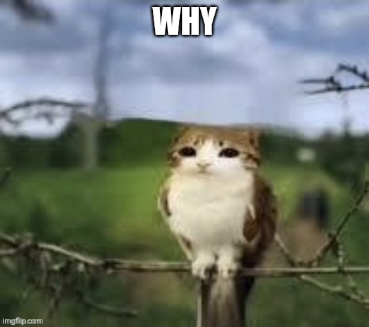A meowl | WHY | image tagged in a meowl | made w/ Imgflip meme maker