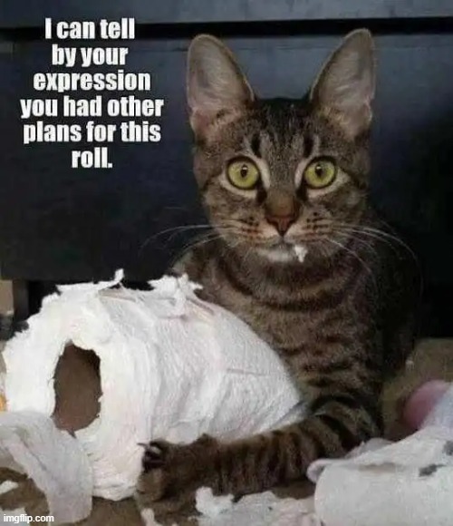 Sorry, Not Sorry | image tagged in cats,fun stuff,cute cat,laugh,uh oh | made w/ Imgflip meme maker